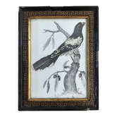 Zoological engraving 1808, 19th-century wooden frame