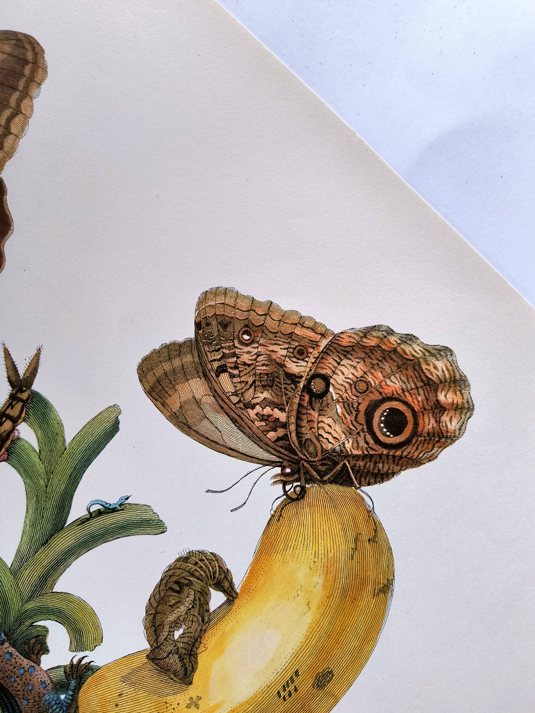 Tropical Butterflies by Merian - Original Plate - Vintage Illustration