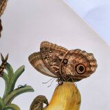 Papillons tropicaux de Merian - Planche originale - illustration vintage