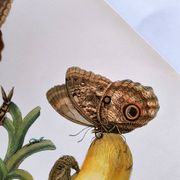 Tropical Butterflies by Merian - Original Plate - Vintage Illustration
