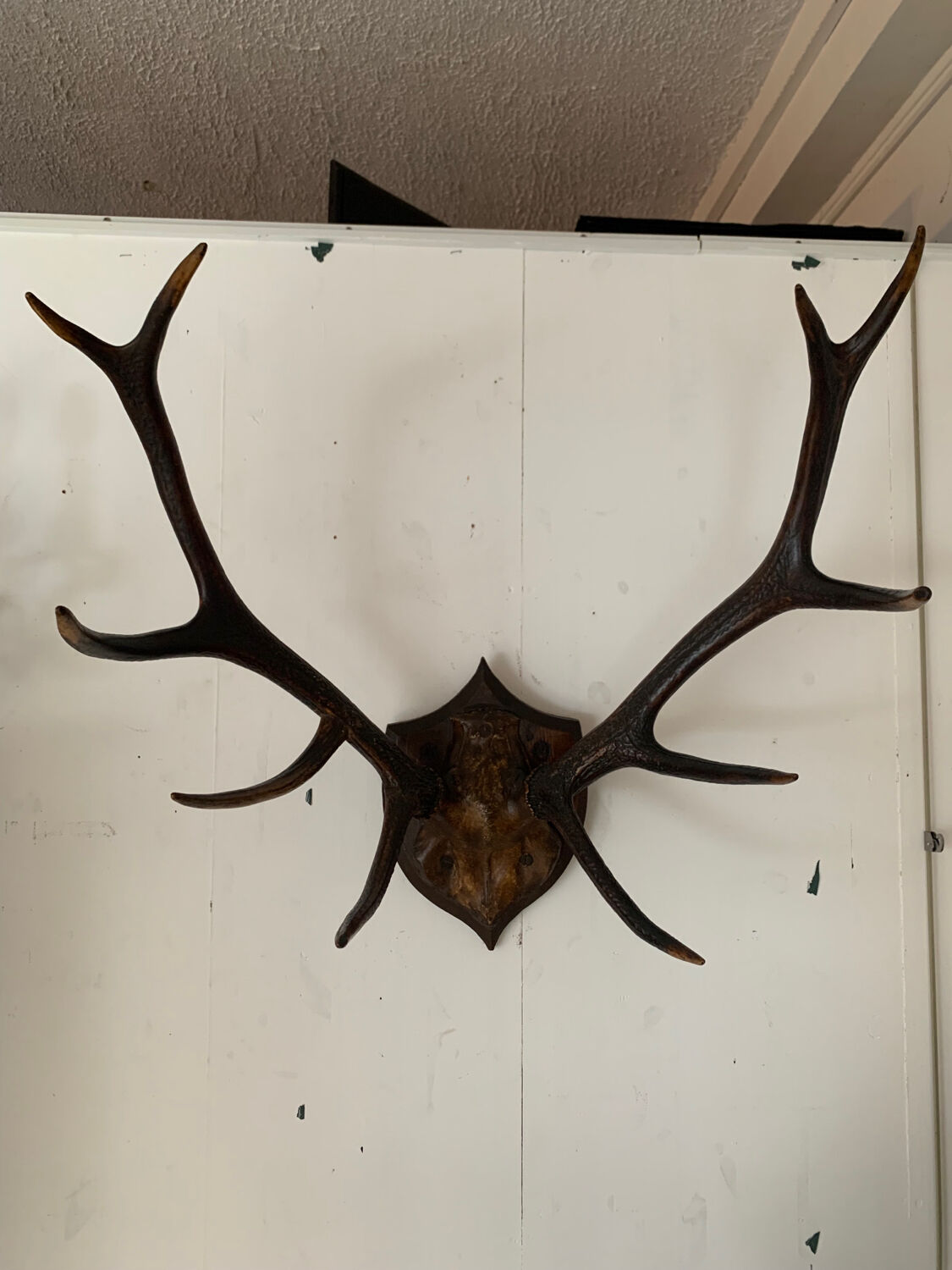 Deer hunting trophy