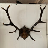 Deer hunting trophy