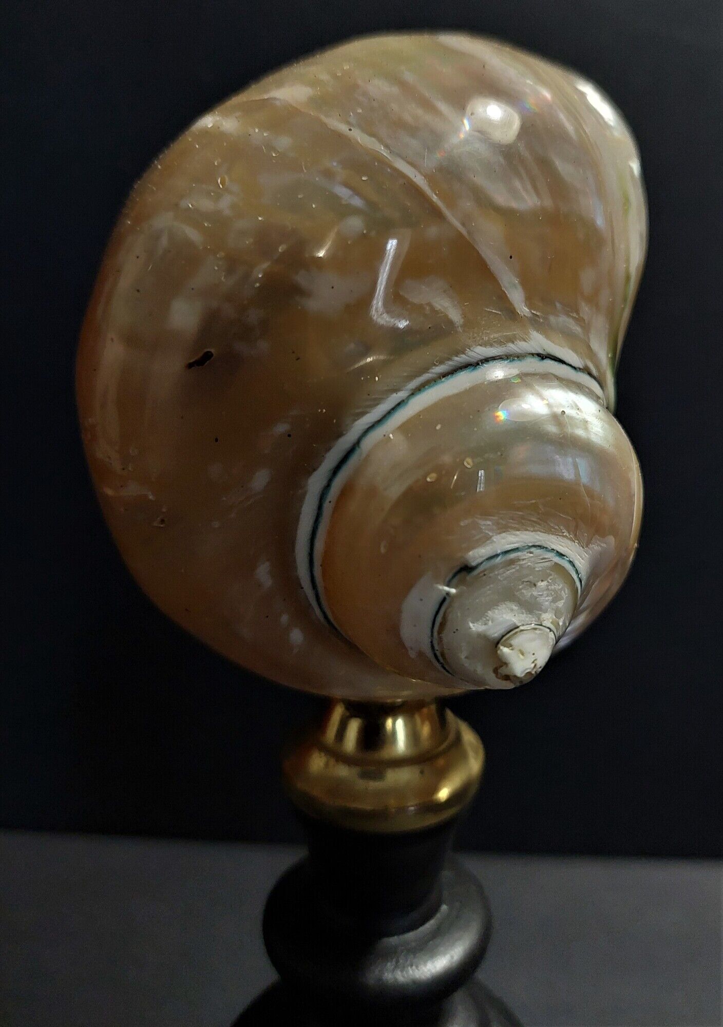 Cabinet de Curiosités coquillage turbo imperialis nacré sur socle