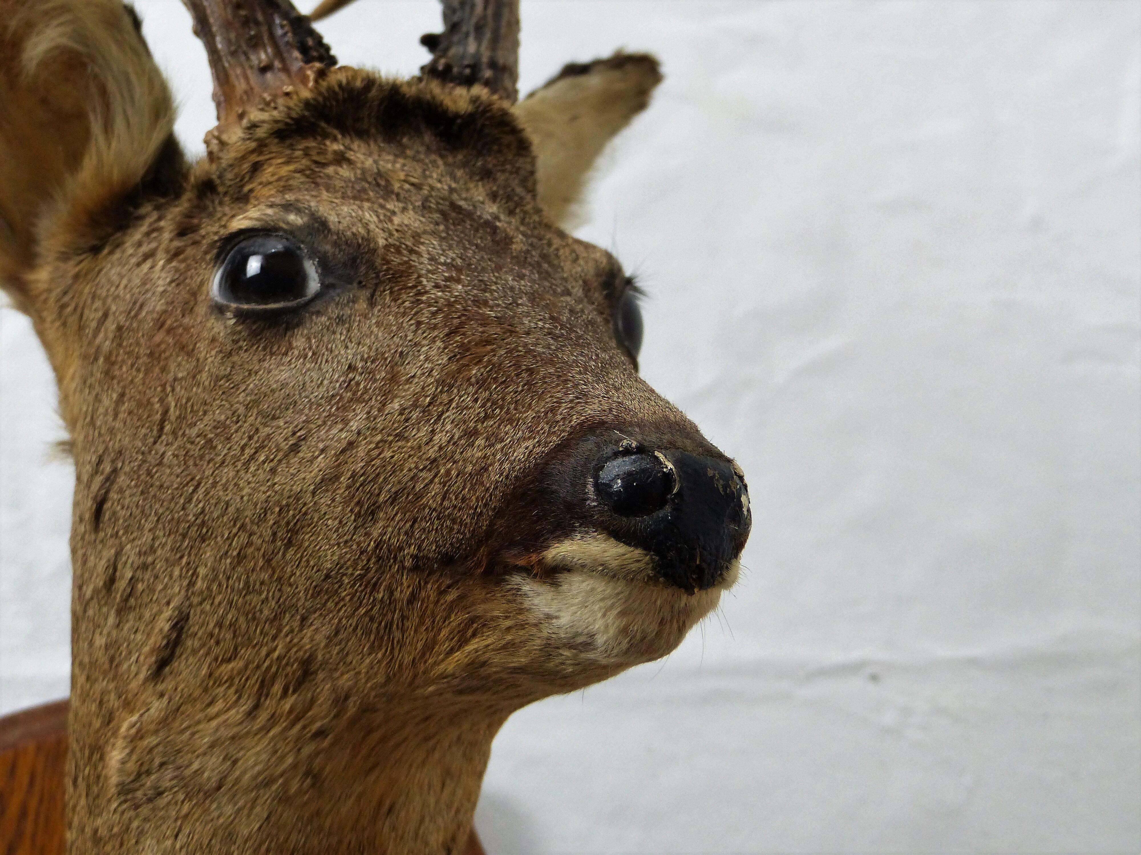 Deer head trophy