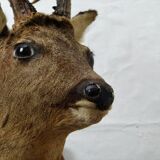 Deer head trophy