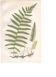 Antique botanical illustration, 1889 - Marsh fern by A. Pratt. Engraving
