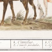 Small poster about a camel and a giraffe, based on an old engraving