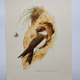 Old bird plate from the 1960s - Shore Swallow - Illustration