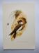 Old bird plate from the 1960s - Shore Swallow - Illustration