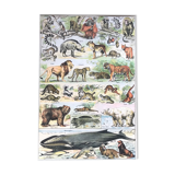 Mammals board