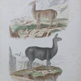 Affiche - gravure zoologique ancienne - vigogne et lama (mi 19ème)