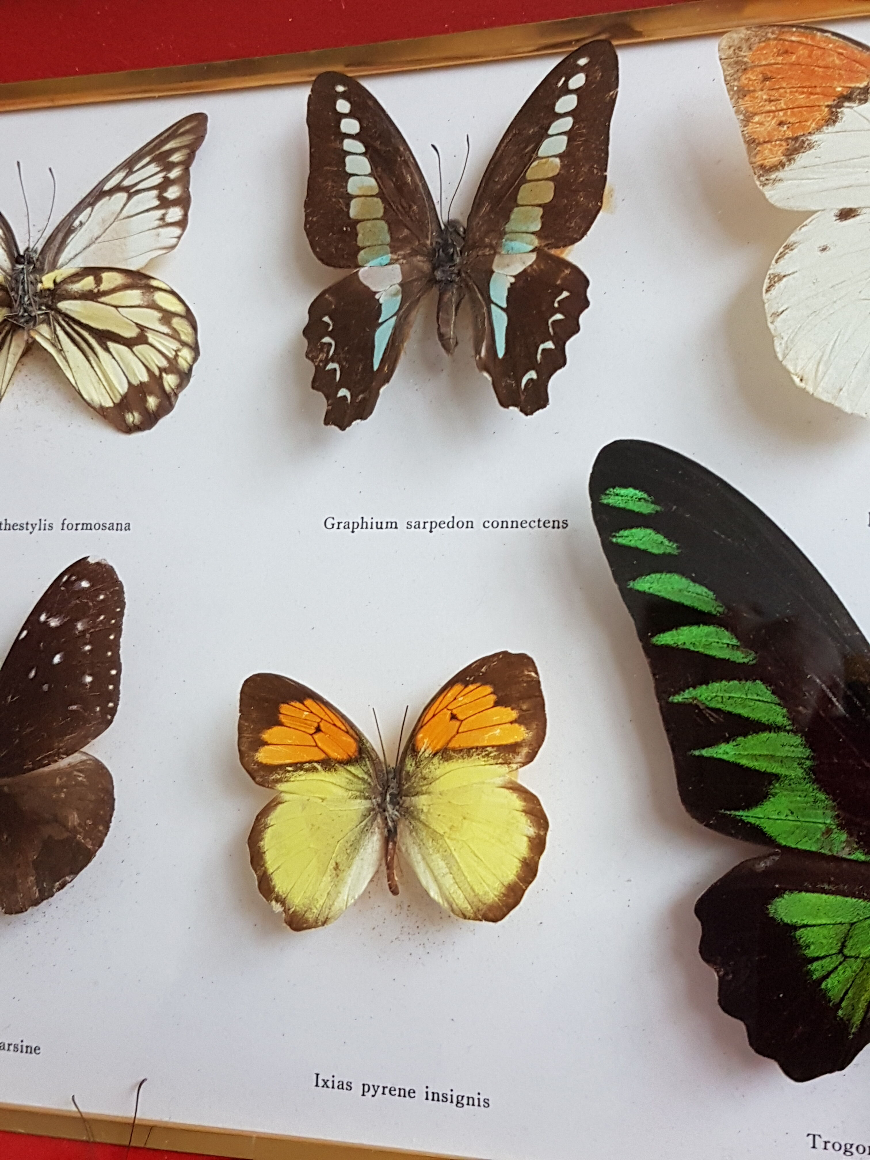 Framing Ten Butterflies- including rare Trogonoptera Brookiana