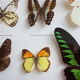 Framing Ten Butterflies- including rare Trogonoptera Brookiana