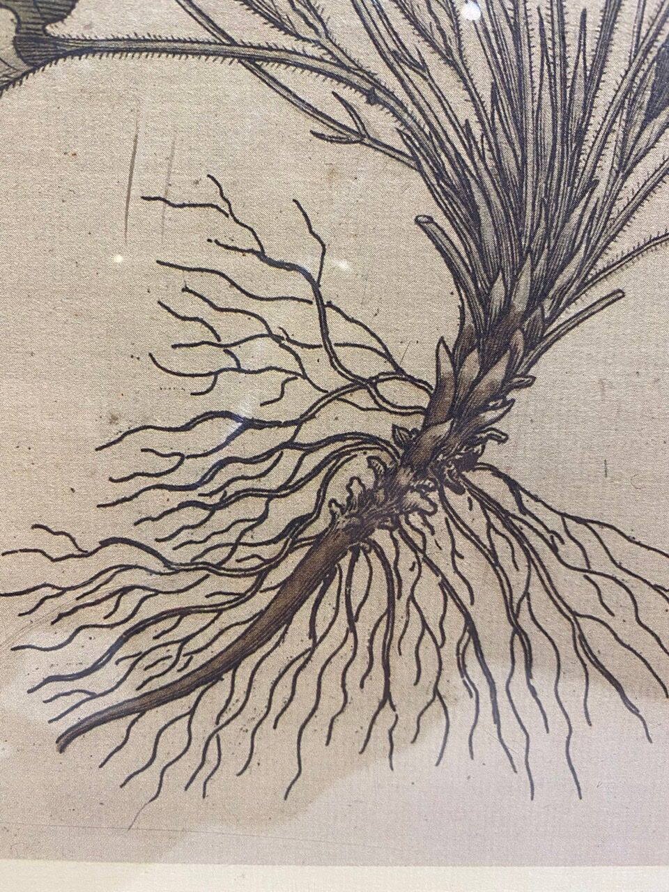 Two framed botanical boards, violets and chrysanthemums