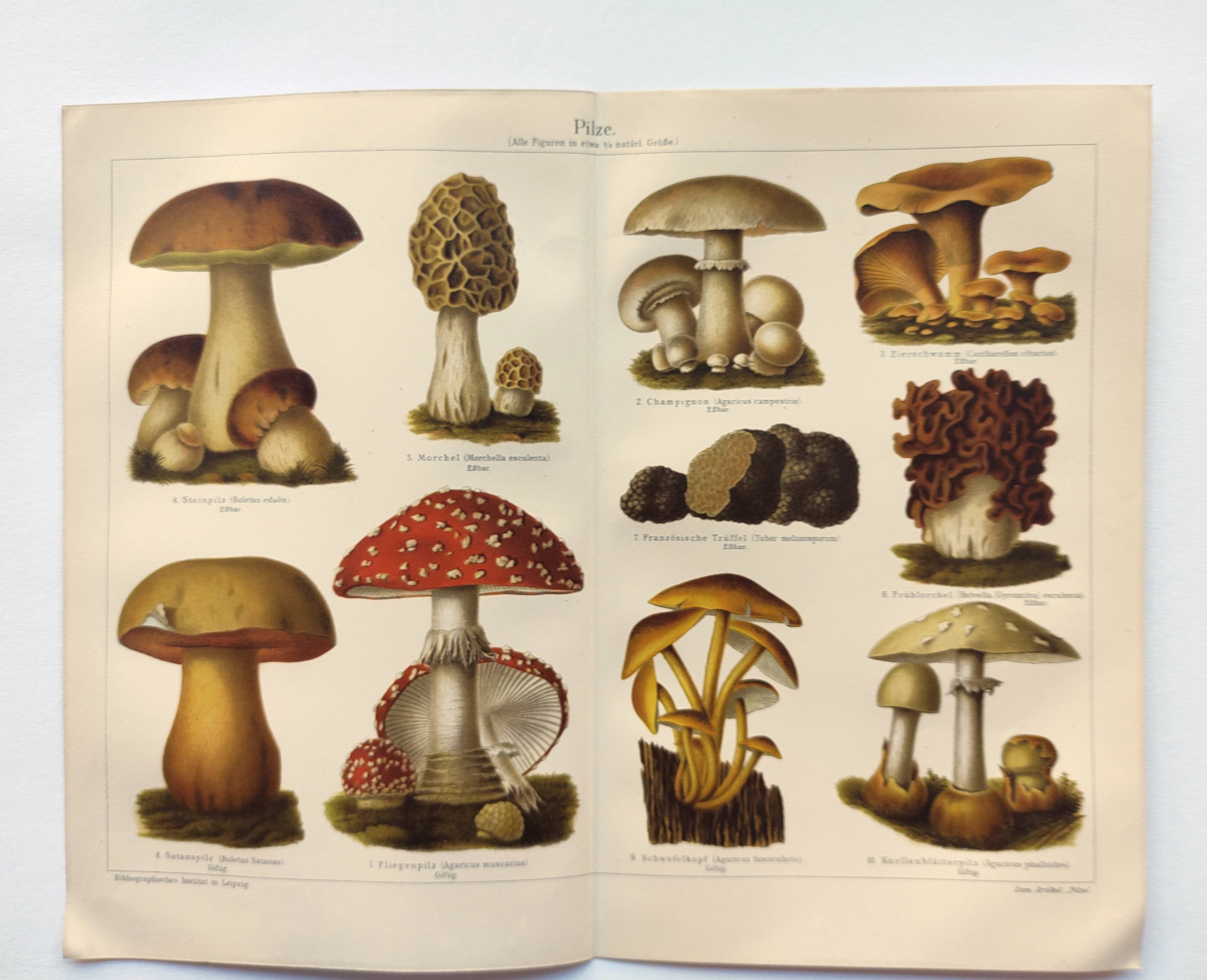 Botanical plate from 1909 - Mushrooms - Old German engraving