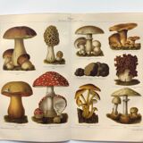 Botanical plate from 1909 - Mushrooms - Old German engraving