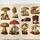 Botanical plate from 1909 - Mushrooms - Old German engraving