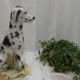 Ceramic animal