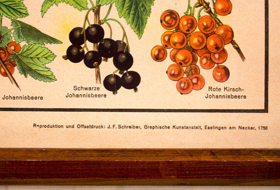 Fruit and berries poster Osetprint published by J. F. Schreiber 1949