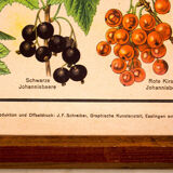 Fruit and berries poster Osetprint published by J. F. Schreiber 1949