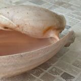 Large Melo Amphora seashell.