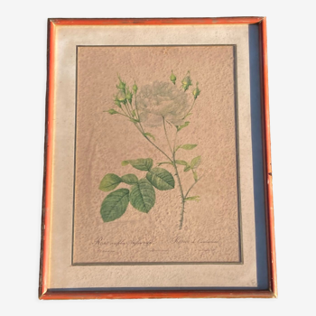 Anncienne botanical engraving rose bush