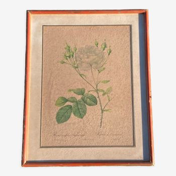 Anncienne gravure botanique rosier