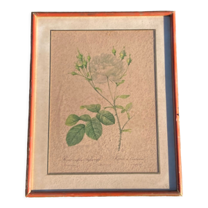 Anncienne gravure botanique rosier