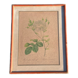 Anncienne gravure botanique rosier