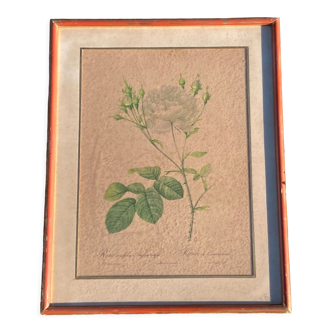 Anncienne botanical engraving rose bush