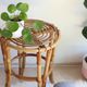Stool-end of sofa-plant holder in rattan of years 60