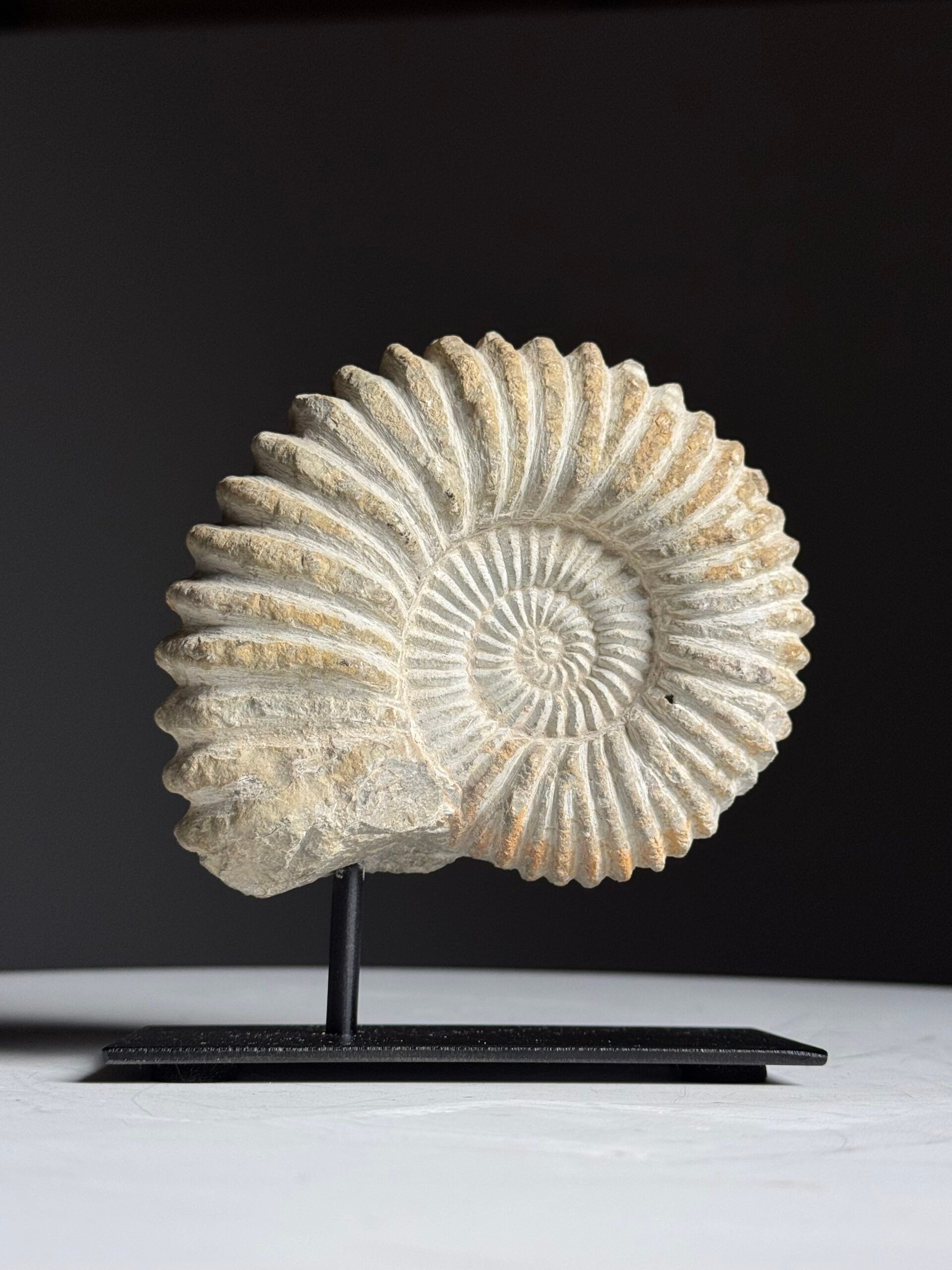 Fossile d'ammonite sur support