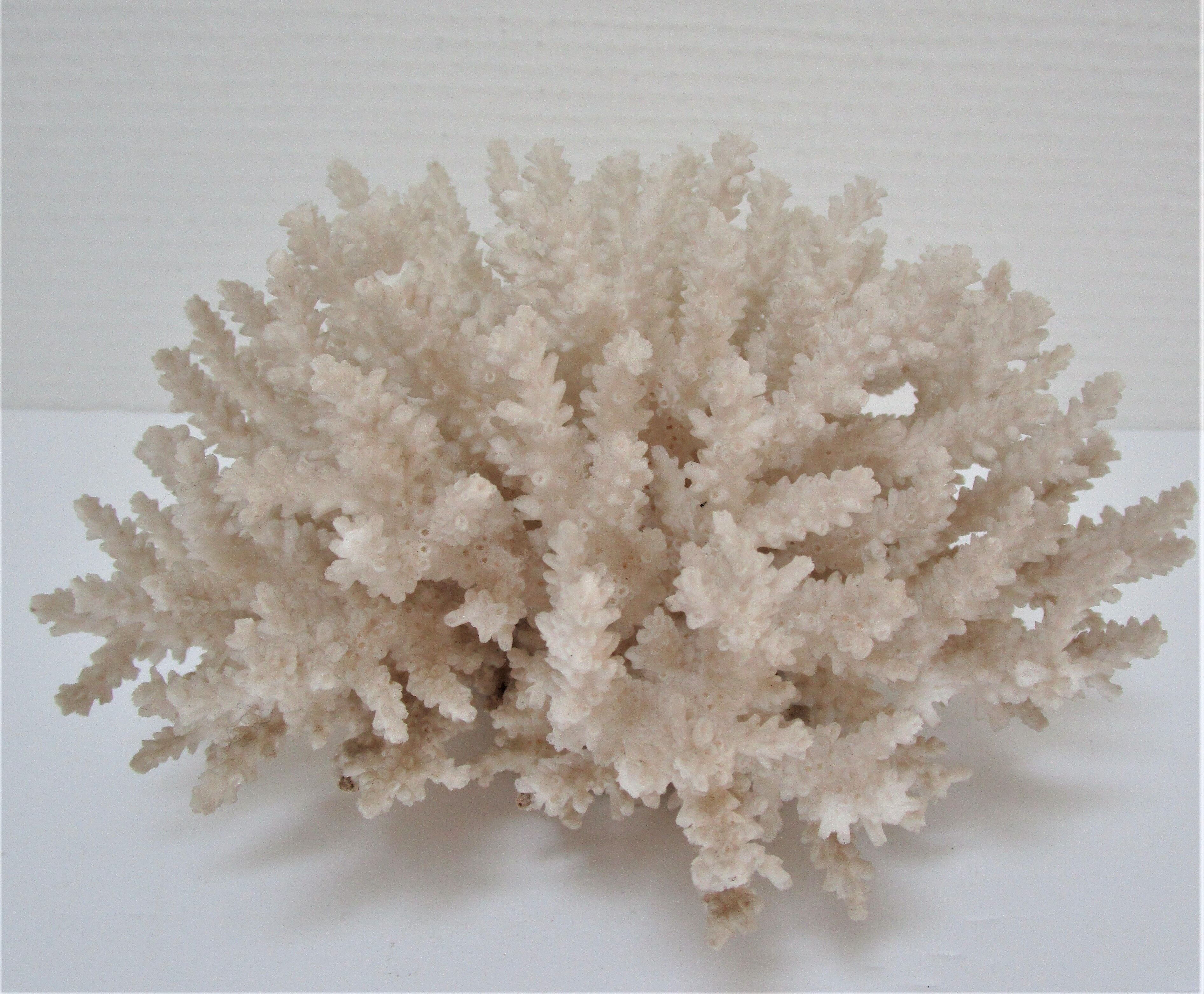 Buisson de corail blanc vintage