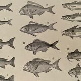 Lithograph on edible fish from 1918