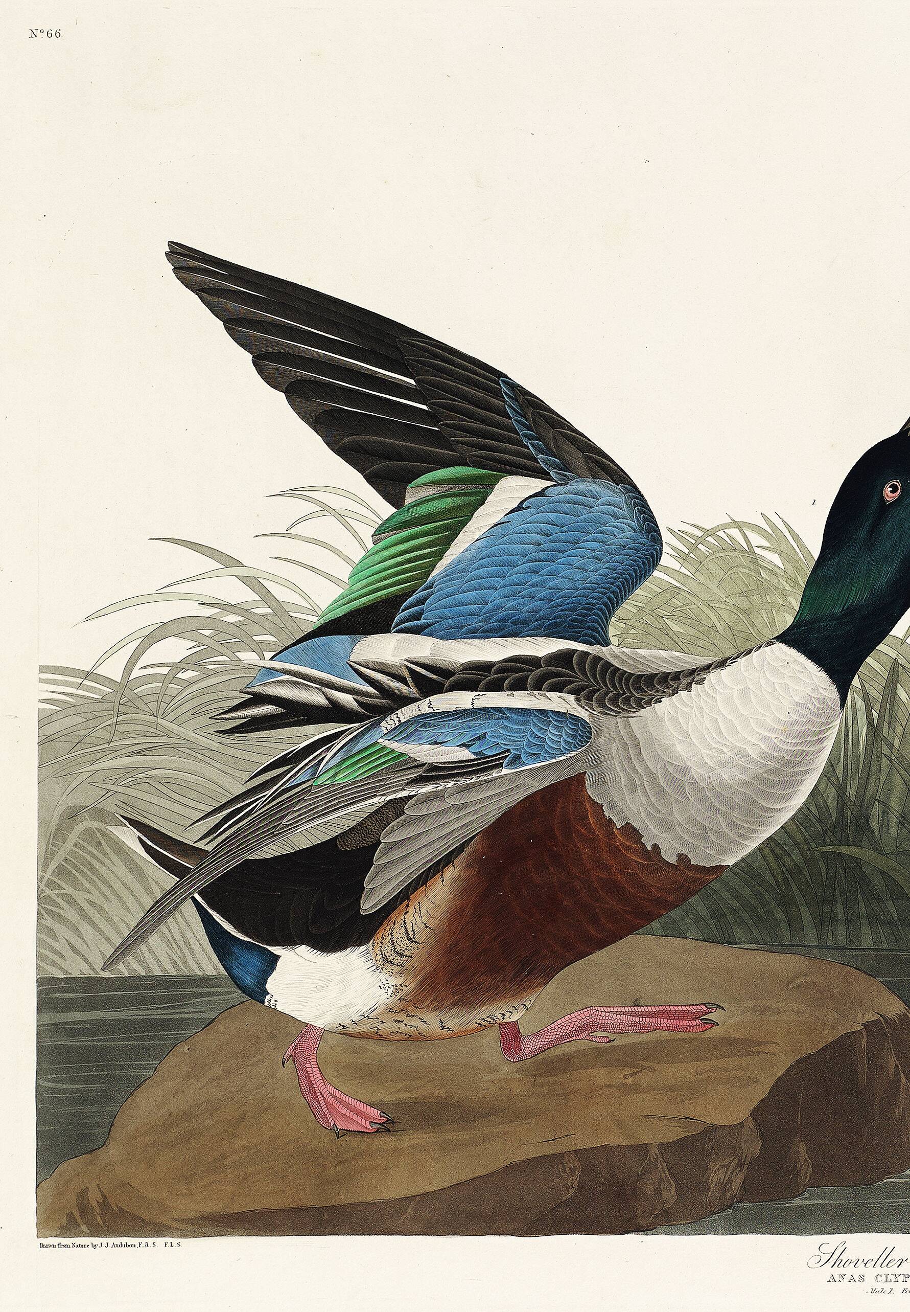 Poster about the Northern Shoveler Duck, based on an old engraving from 1827.