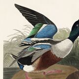 Poster about the Northern Shoveler Duck, based on an old engraving from 1827.