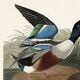 Poster about the Northern Shoveler Duck, based on an old engraving from 1827.