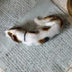 Goebel porcelain dog figurine