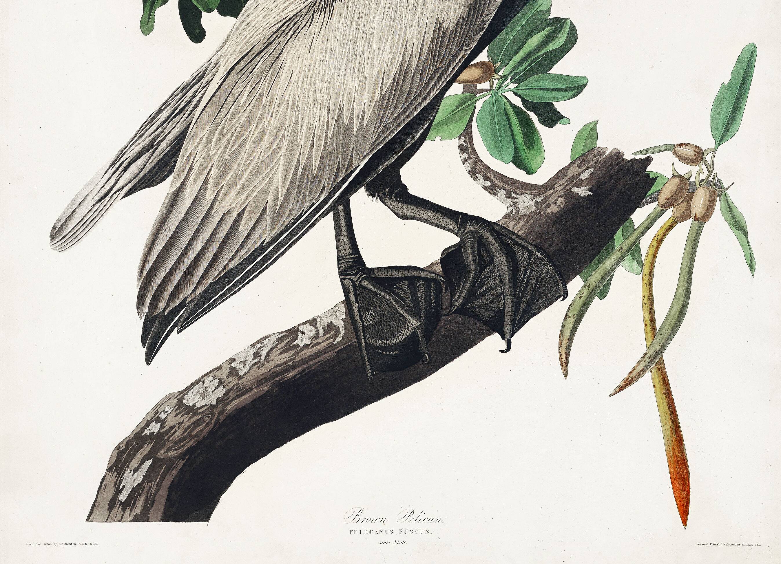 Poster about the Brown Pelican, based on an old engraving from 1827.