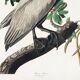 Poster about the Brown Pelican, based on an old engraving from 1827.