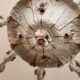 Large hand-painted gilded chandelier mangani ceramiche porcelain