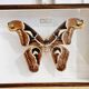 Naturalized butterfly framed attacus male indies