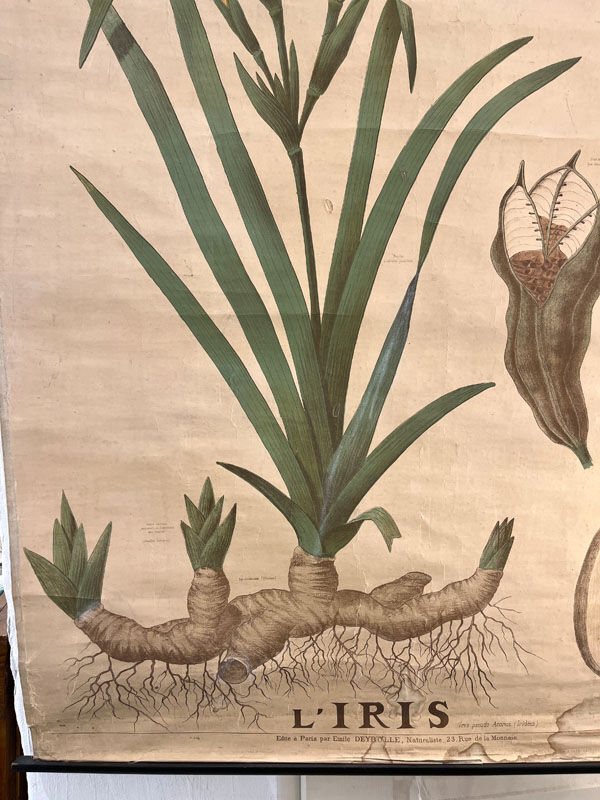 Ancienne planche de botanique de la maison Deyrolle “L’Iris”