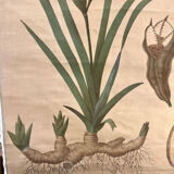 Old botanical plate from the Deyrolle house “L'Iris”