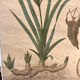 Old botanical plate from the Deyrolle house “L'Iris”