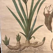 Ancienne planche de botanique de la maison Deyrolle “L’Iris”