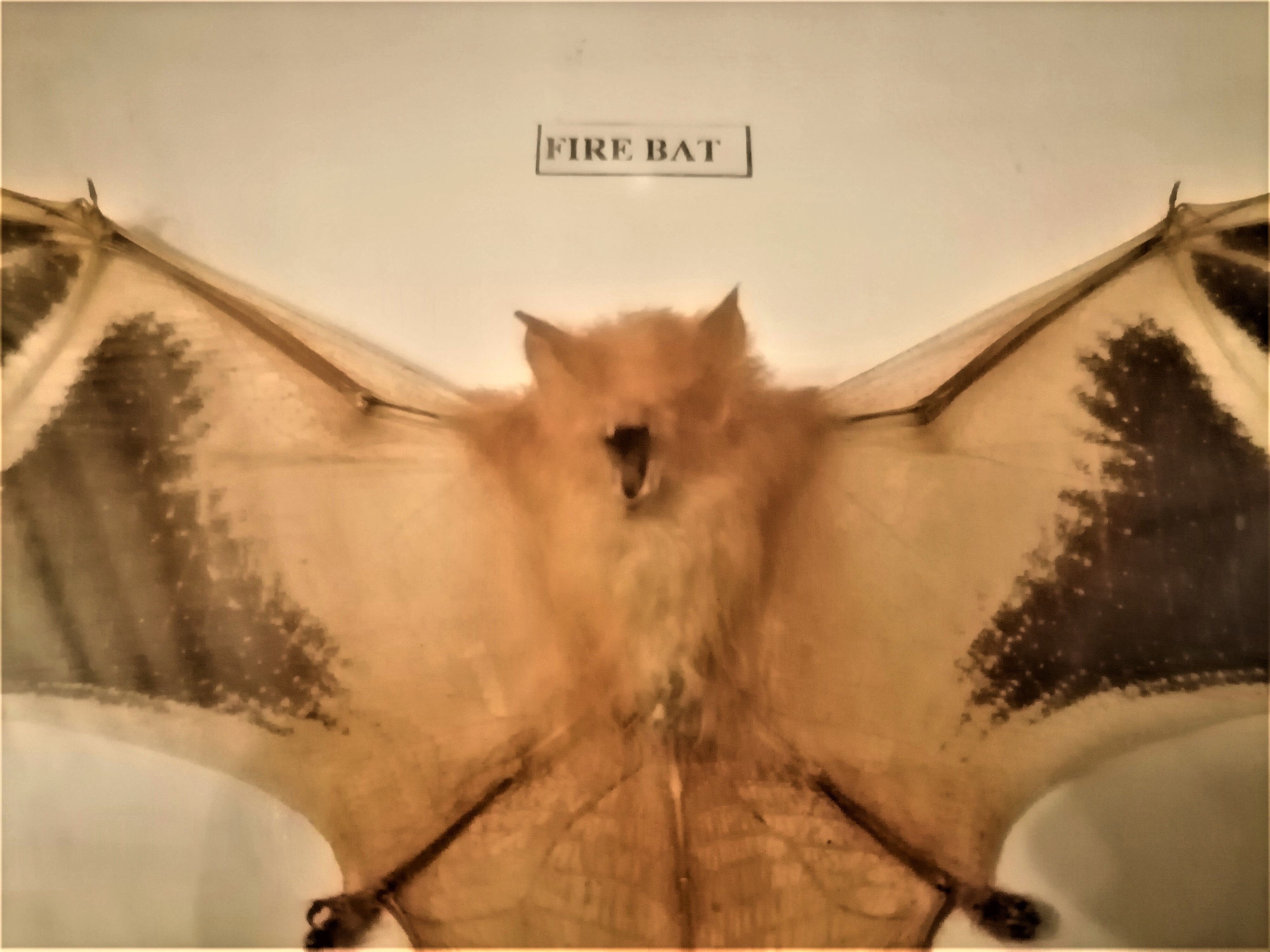 Curiosity, taxidermy, entomology, stuffed bat