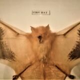 Curiosity, taxidermy, entomology, stuffed bat