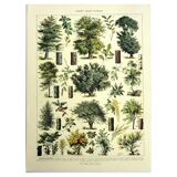 Botanical engraving 1928 A. Millot - Forest 1, forestry, foliage, trees
