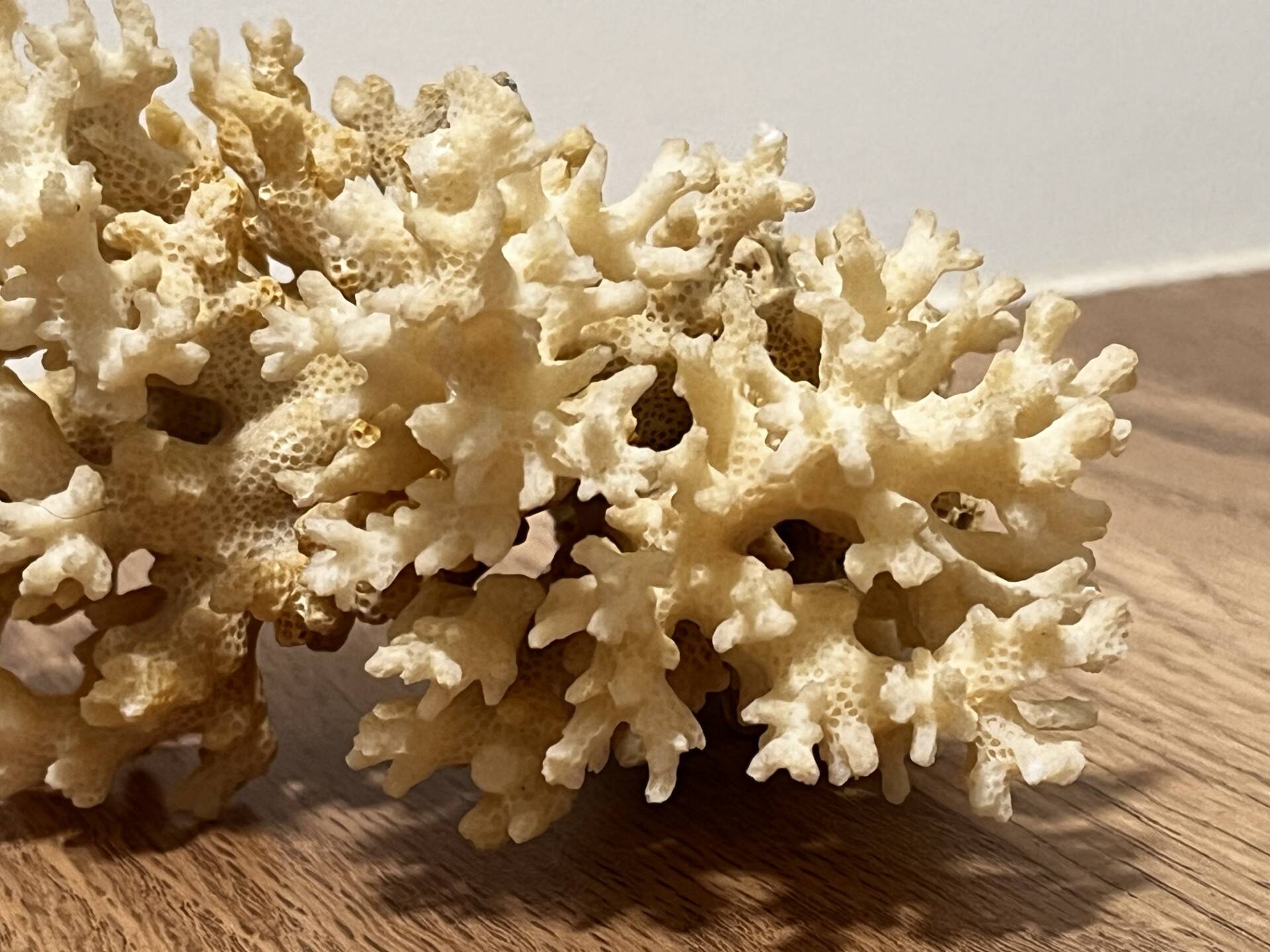 Ancient coral